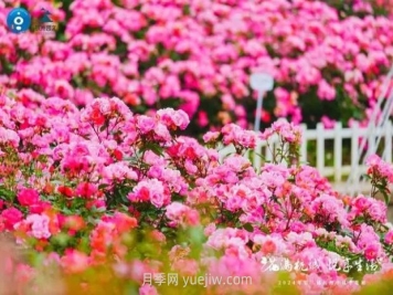2024年第二届杭州市月季花展举办，赏500万株月季